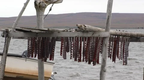 Salmon Fillets Drying Rack Native Harvest Alaska Vídeos de archivo 56711933