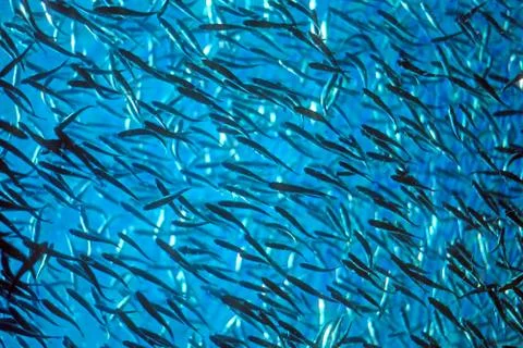 Salmon fingerlings Stock Photos