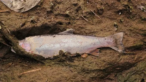 Salmon fish dead on the edge of the river. Migrate, mate and die. Life cycle Stock Footage 194729040