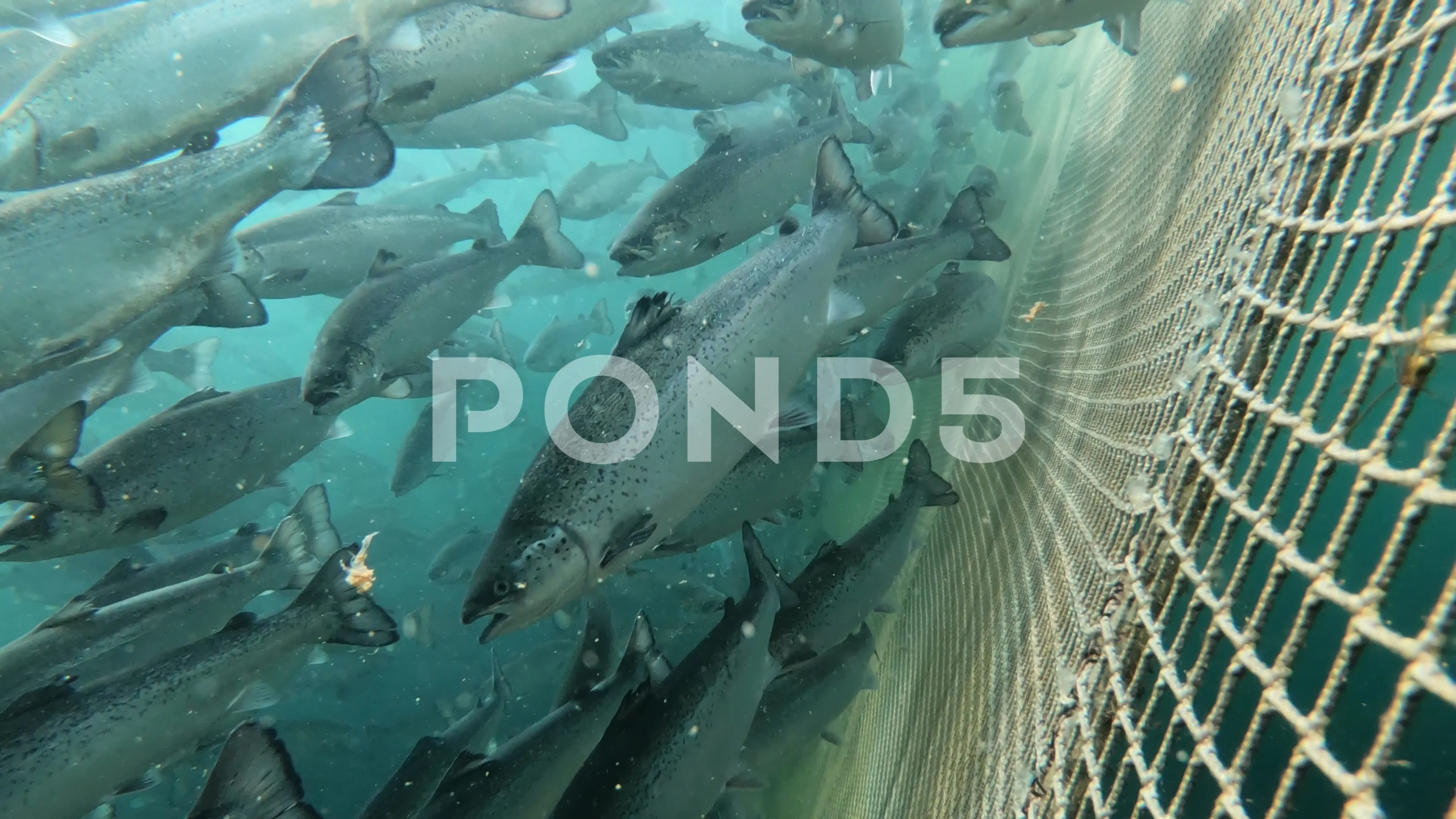 Fly Fishing Stock Photo - Download Image Now - Basket, Commercial Fishing  Net, Fishing Industry - iStock
