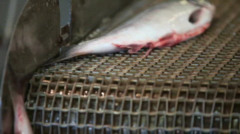 Salmon, fish Stock-Footage 581050