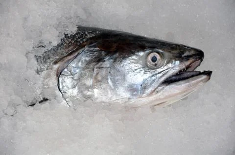 Salmon fish head Foto stock