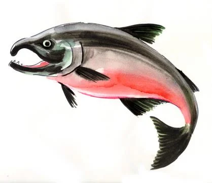 Salmon fish Stock Illustration