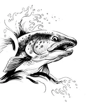 Salmon fish Stock Illustration