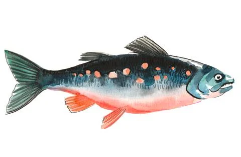 Salmon fish Illustrazione stock