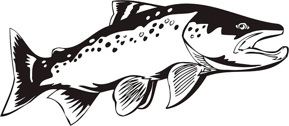 Salmon Fish Illustration: Spawning, River, Wildlife, Fishing Icon Stock Illustration
