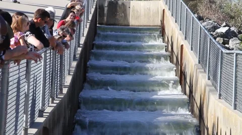 Salmon ,fish ladder Stock Footage 908875