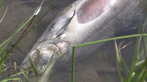 Salmon fish lie dead in river in Autumn after brutal hot summer heatwave Stock Footage 94754207