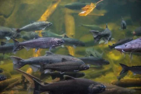Salmon fish Stock Photos
