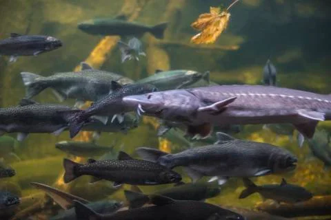 Salmon fish Stock Photos