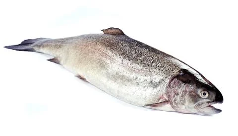 Salmon fish. Foto stock
