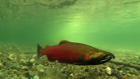 Salmon, Fish, Return to Home River to Spawn and Die Vidéo 163429543