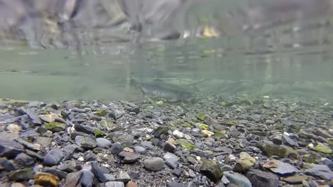 Salmon Fish In Shallow Water, Underwater... | Stock Video | Pond5