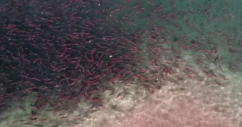 Salmon Fish Spawning in Clear River Water 4k Aerial Drone Shot 스톡 동영상 338266329
