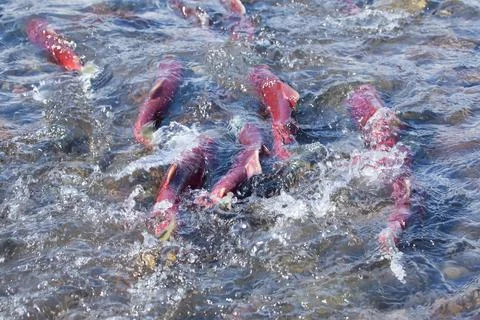 Salmon fish spawning close-up Stock Photos