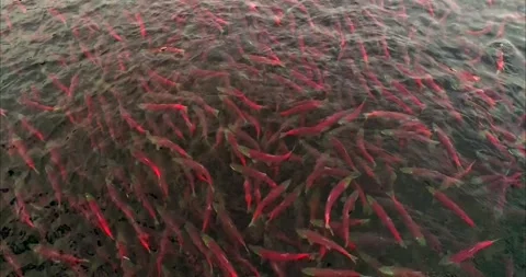Salmon Fish Spawning in Kamchatka River 4k Slow Motion Footage 스톡 동영상 338266360