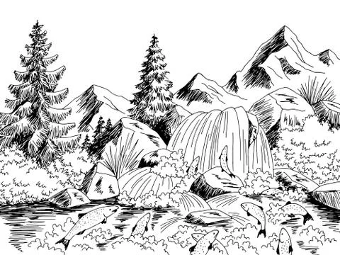 Salmon fish spawning river graphic black white landscape sketch illustration vec Stock Illustration