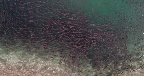 Salmon Fish Spawning School Swimming Aerial Drone Footage 4k 스톡 동영상 338266316