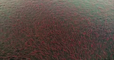 Salmon Fish Spawning School Swimming in Shallow River Water Aerial View 스톡 동영상 338266342