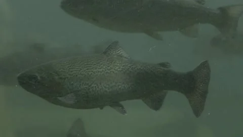 Salmon fish swimming inside fish farm Stock Footage 165160375