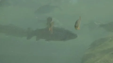 Salmon fish swimming inside fish farm Stock Footage 165160591