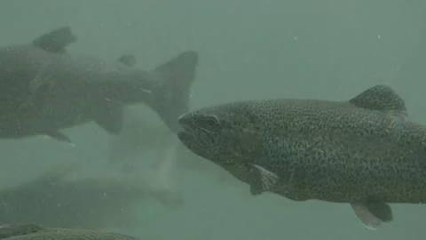 Salmon fish swimming inside fish farm Stock Footage 165160735