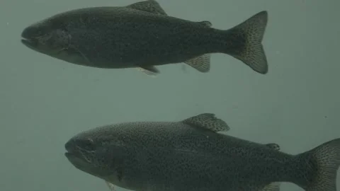 Salmon fish swimming inside fish farm Stock Footage 165162771
