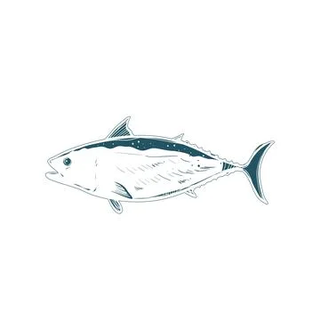 Salmon fish vector logo and real illustration Stock Illustration
