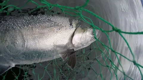 Salmon Fishing Stock Footage