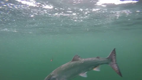 Salmon Fishing Stock Footage 78634360