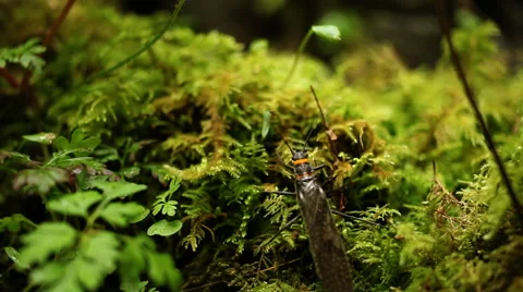 Salmon fly crawling over moss Stock Footage 60793467