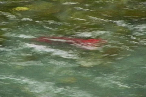 Salmon Stock Footage 66810