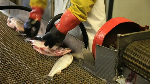  Salmon Stockbeeldmateriaal 580847