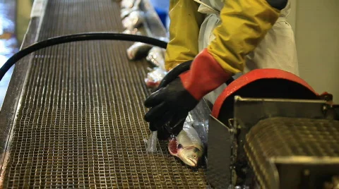  Salmon Video stock 581396