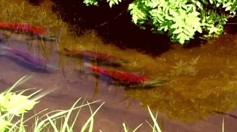 Salmon Stock-Footage 2001230