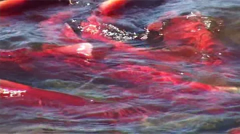 Salmon Video stock 2707978