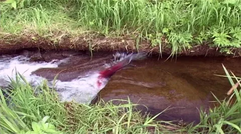 Salmon Video stock 2708116