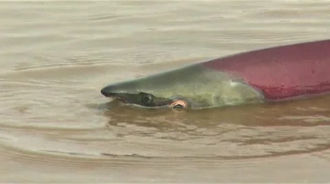 Salmon Video stock 8760388