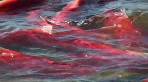 Salmon Stock Footage 9026966