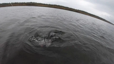 Salmon Stock Footage 121263298