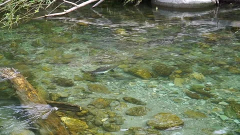 Salmon Stock Footage 141705032