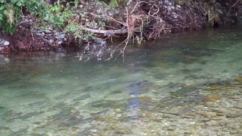 Salmon Stock Footage 141705056