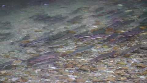 Salmon Stock Footage 141705071