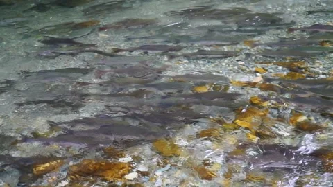 Salmon Stock Footage 141705076