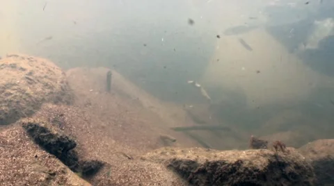 Salmon fry Stock Footage 59881960