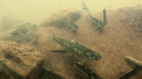 Salmon fry Stock Footage 59881961
