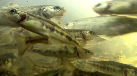 Salmon fry Stock Footage 59881974