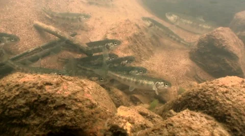 Salmon fry Stock Footage 59882085