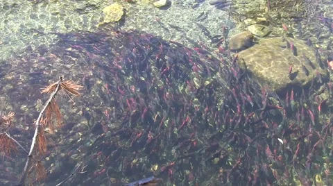 Salmon gathering Vídeo Stock 42465727