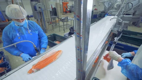 Salmon is getting processed by workers in the factory Stock Footage 102138078